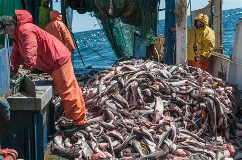 Fish and Overfishing .